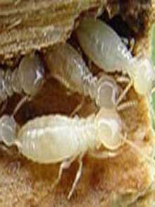 【怎么消灭大水蚁 如何消除水蚁大水蚁 白蚁】泉州市白蚁防治站